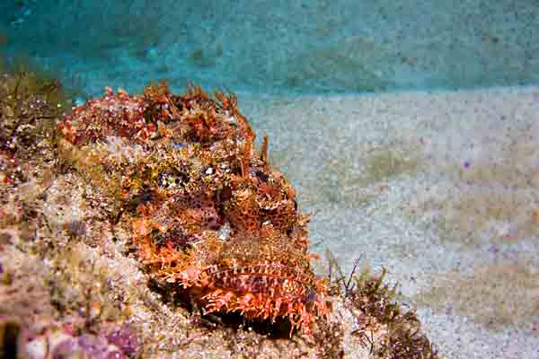 Tassled Scorpionfish