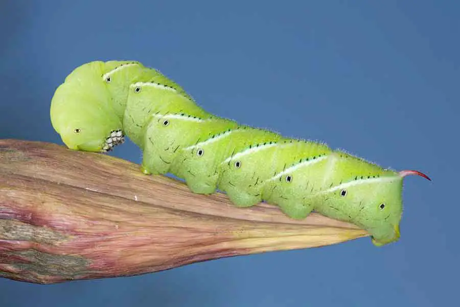 Tobacco Hornworm with green pigment