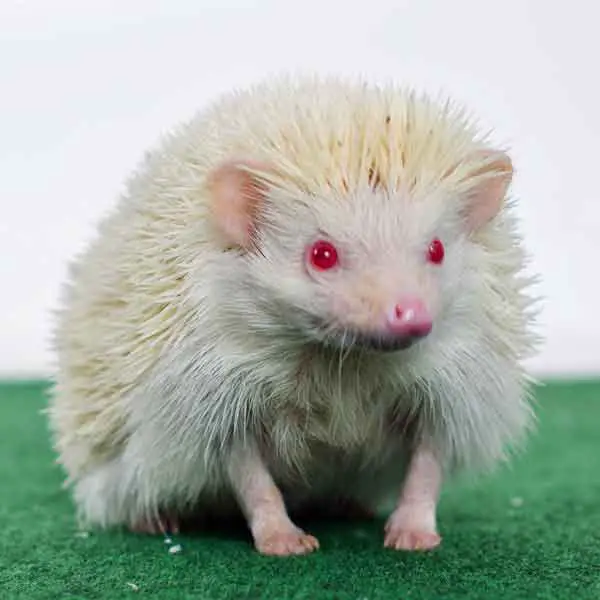 Albino hedgehog with white skin and white eyes