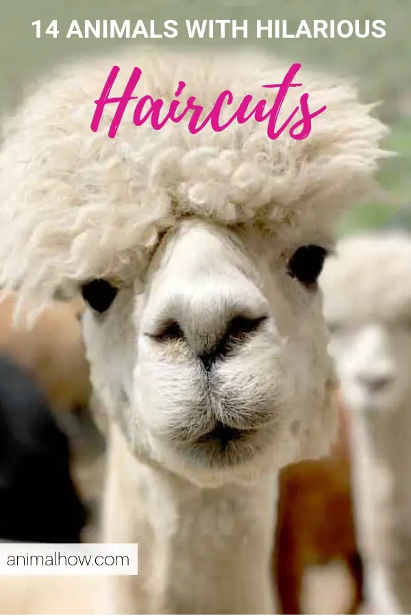 19 Animals With Hilarious Hairstyles And 3 With Ugly Hair