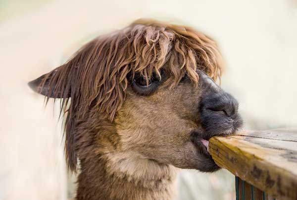 alpaca with weird hairdo