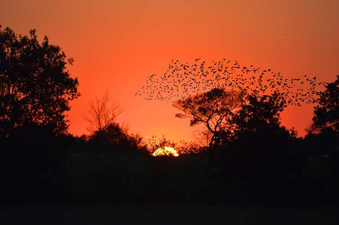 Animals migrating south during winter