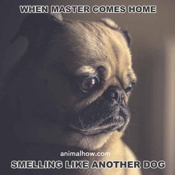 When master comes home smelling like another dog