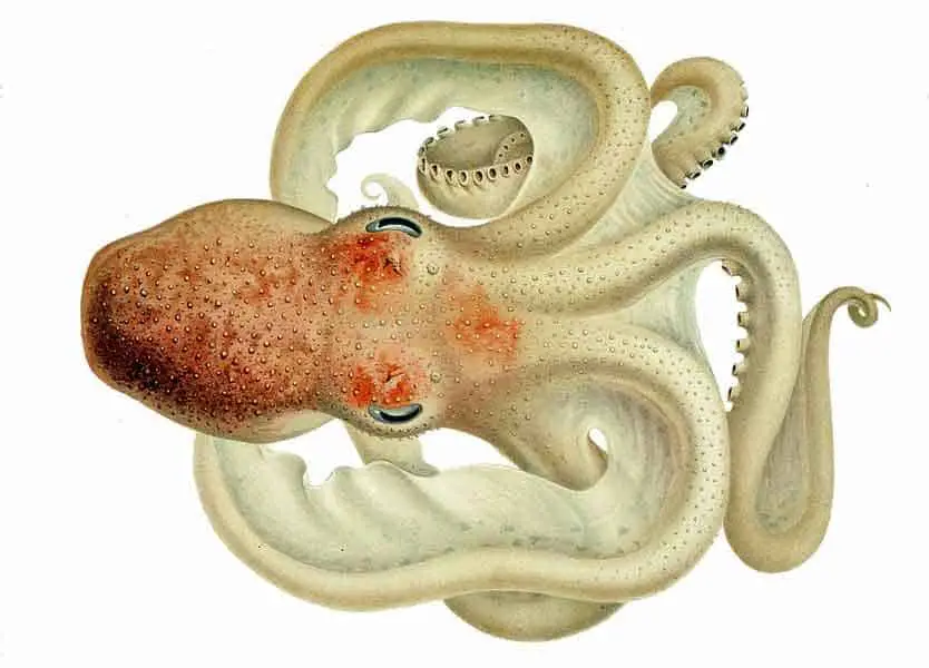 Pareledone charcoti - Antarctic giant octopus