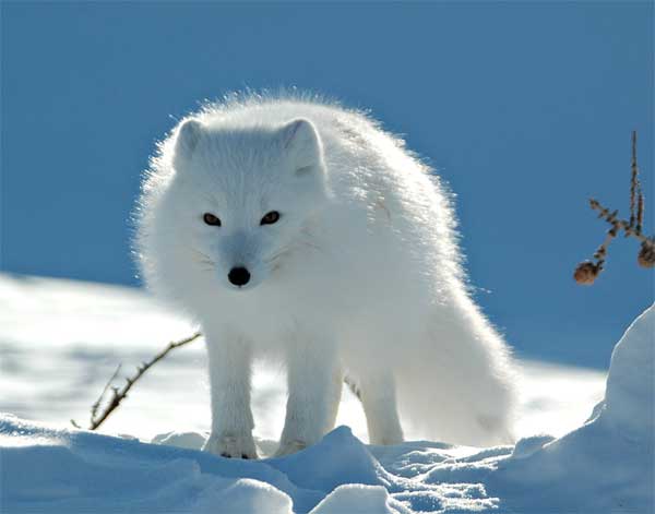 Arctic Fox with white fur blending in with the white snow