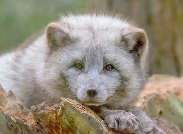Snow fox with summer coat of light brown fur