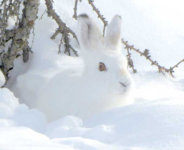 Arctic hare camouflaging itself completely in the white snow