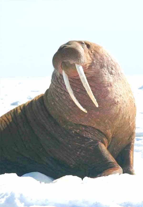 Walrus sitting on the beach of Northern Norway close to the North Pole