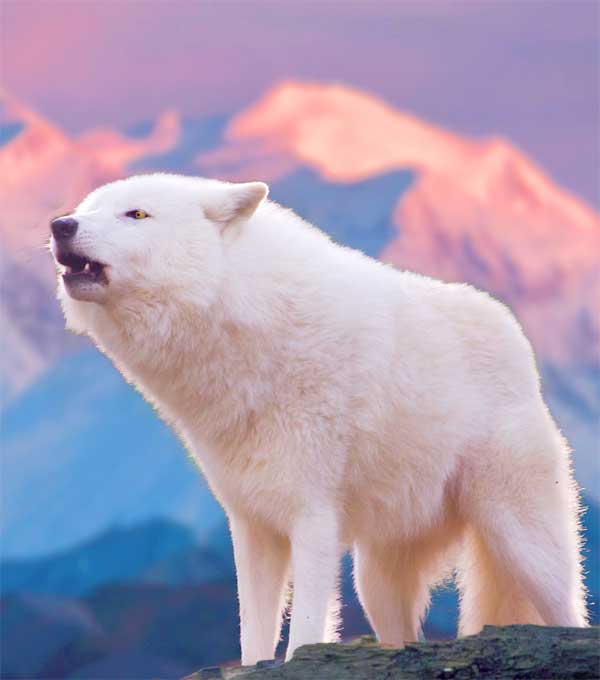 White Arctic Wolf hauling at the sky in the Arctic tundra