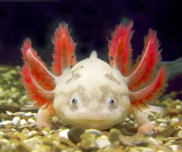 Axolotl salamander