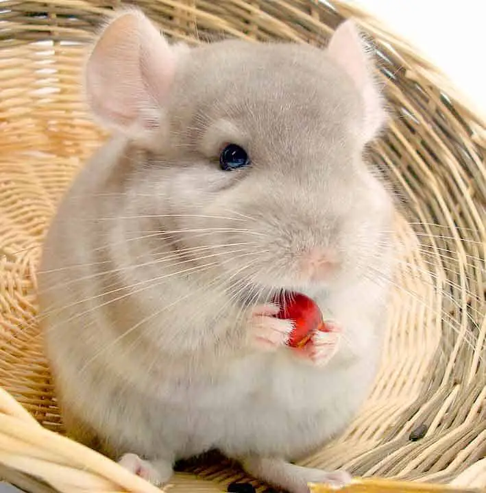 baby chinchilla eating. Super cute with adorable eyes