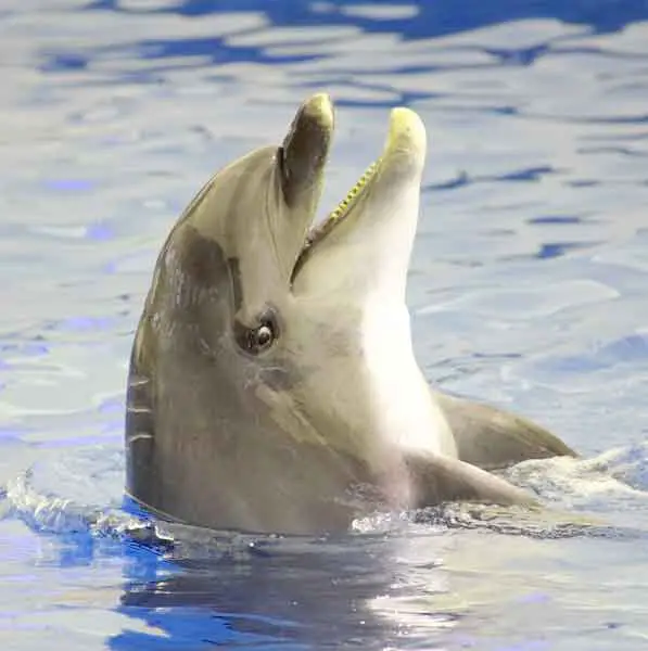 Baby dolphins don't sleep for months