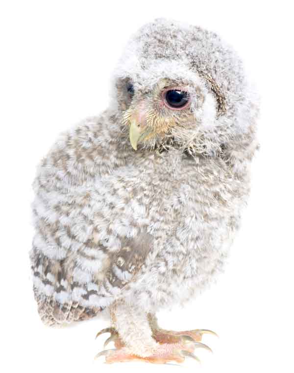 Tiny cute baby owl with black eyes