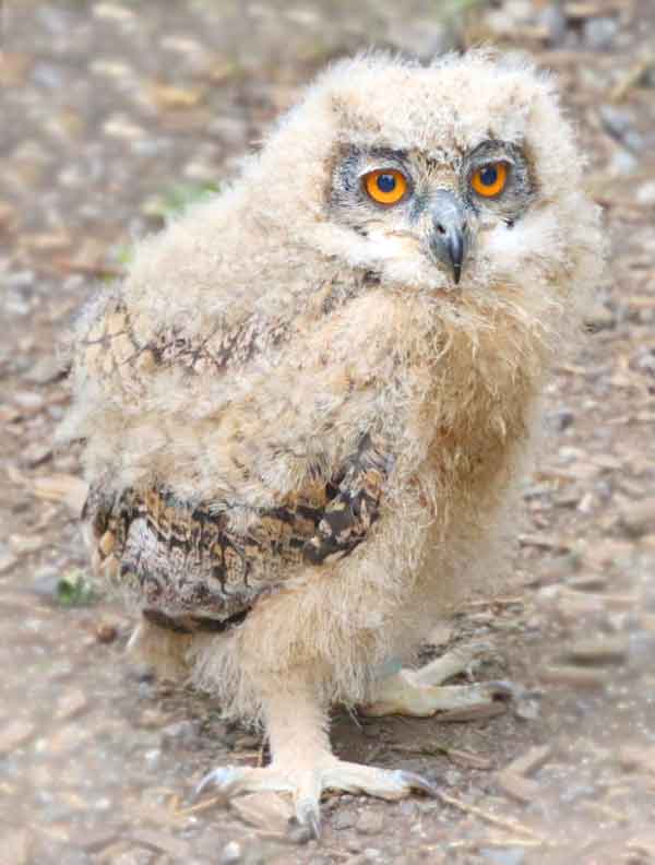 Baby Owl with very furry feathers to keep warm