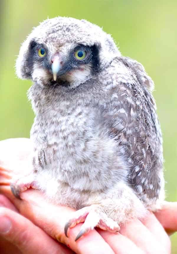 Baby snowy owl from arctic area