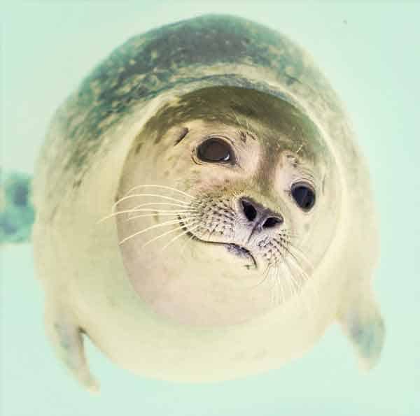 Cute baby seal swimming outside Iceland coast in arctic water