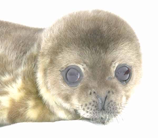 Very cute baby seal from Greenland