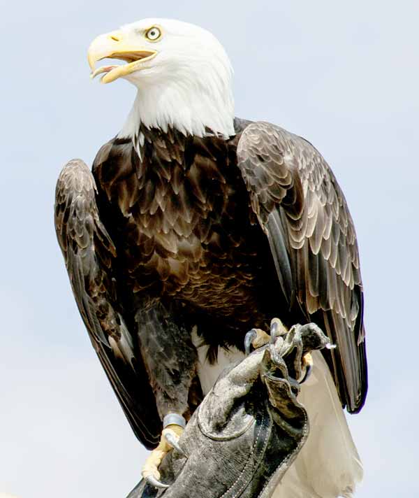 Bald Eagle sitting on a tree ready to fly