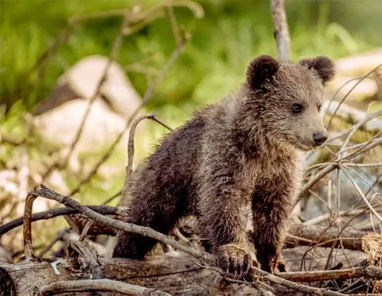 Cute Bear cub