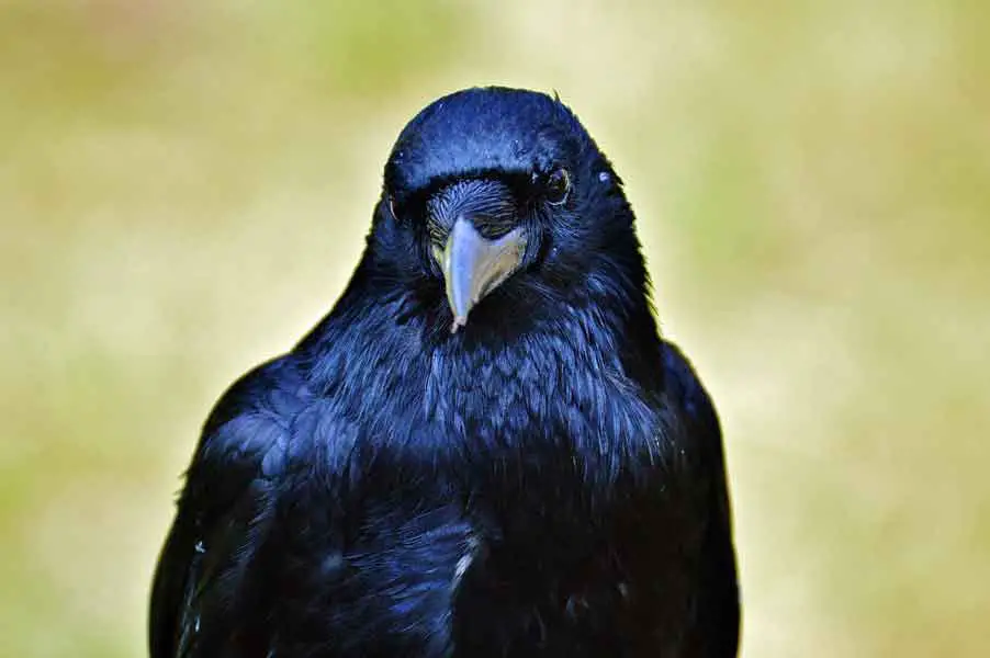 Crow looking at you with dark black eyes