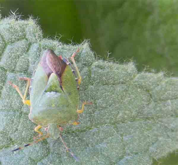 Hiding beetle on leaf