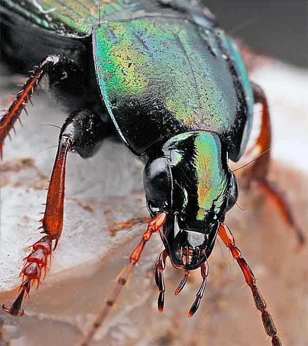 Beetles of the desert