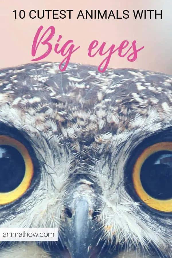 Owl with big intense eyes