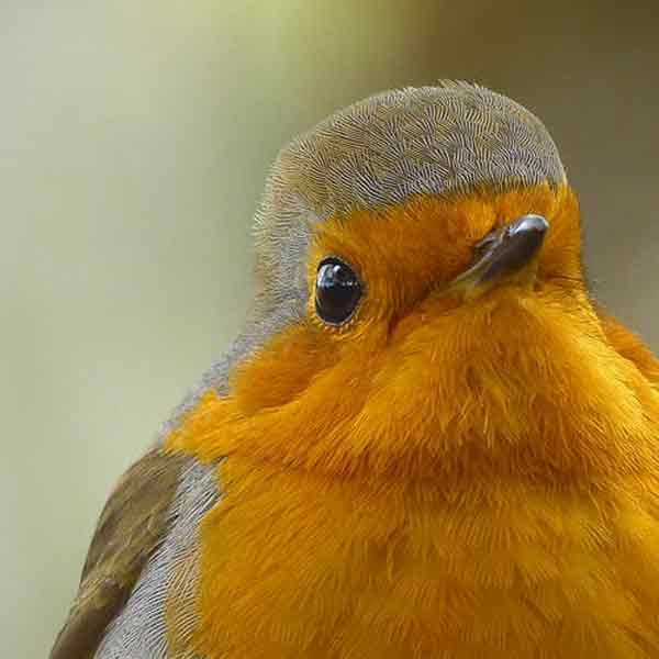 Bird with short and funny hair on the head