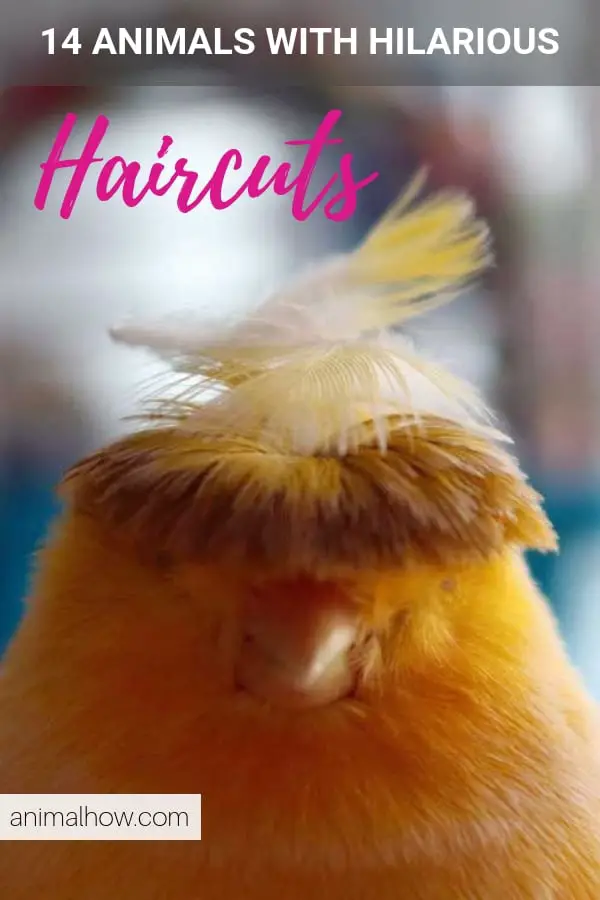 Bird with really crazy haircut