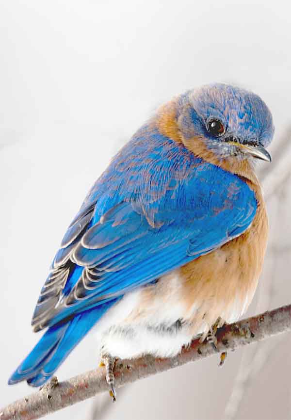 OCD illness among birds and fetherpicking (blue bird eastern)