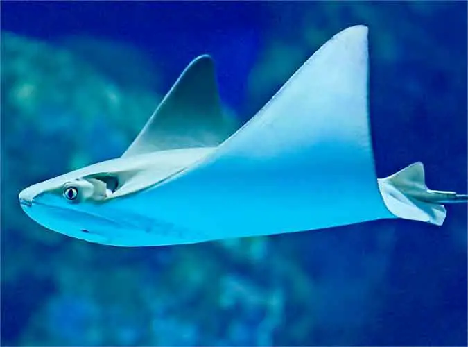 Stingray is very silent