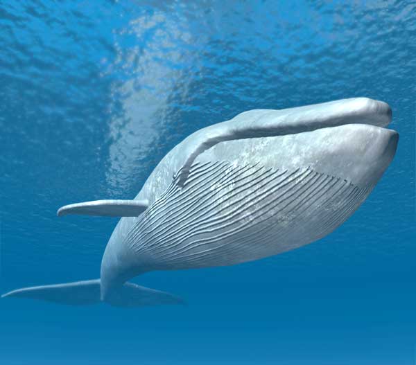 Blue Whale swimming in the Sea near the coast of Svalbard, Norway