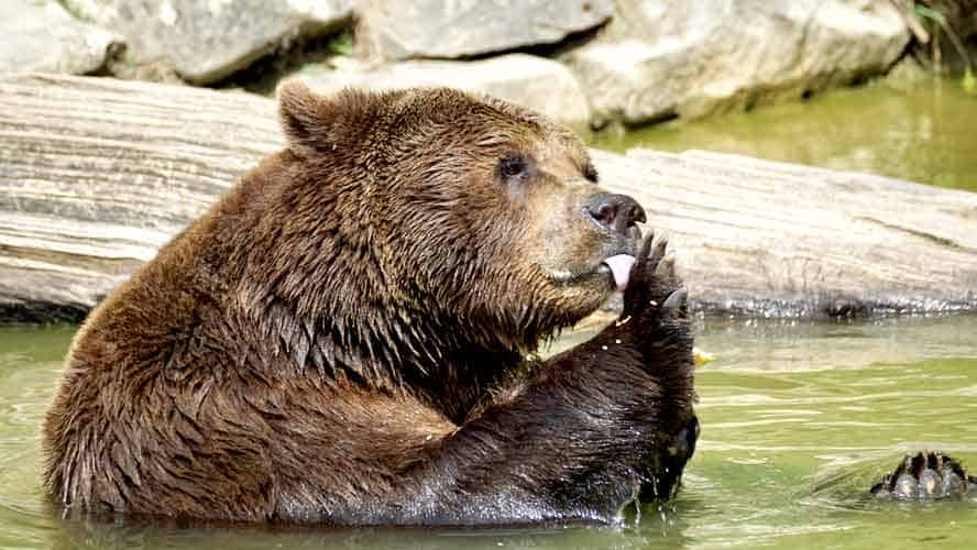 Bear eating fish in water