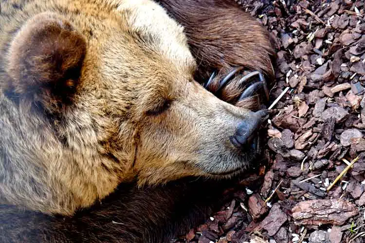 Brown bear hibernating through winter