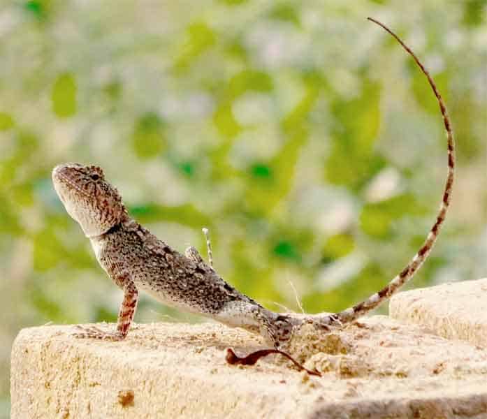 Gecko with long tail