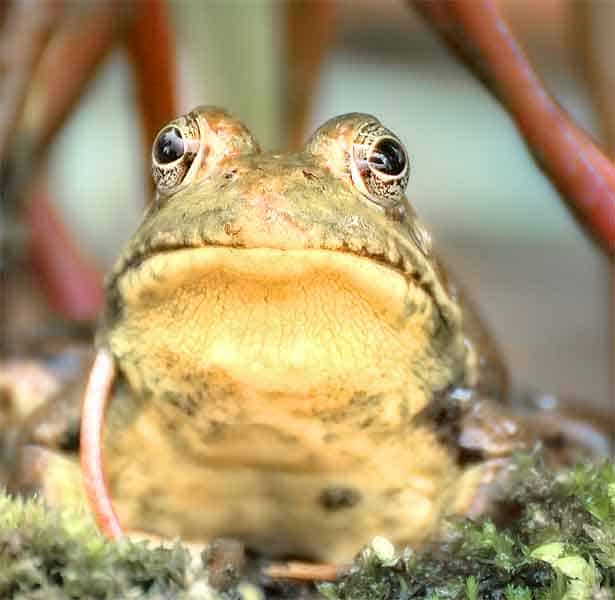 Bullfrogs don't sleep at all they are always active