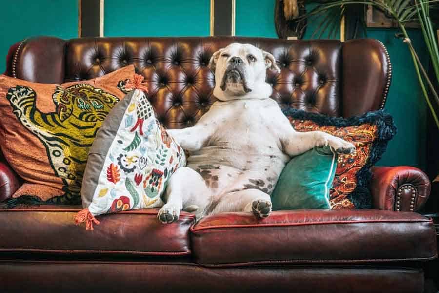 Cute Bulldog watching tv