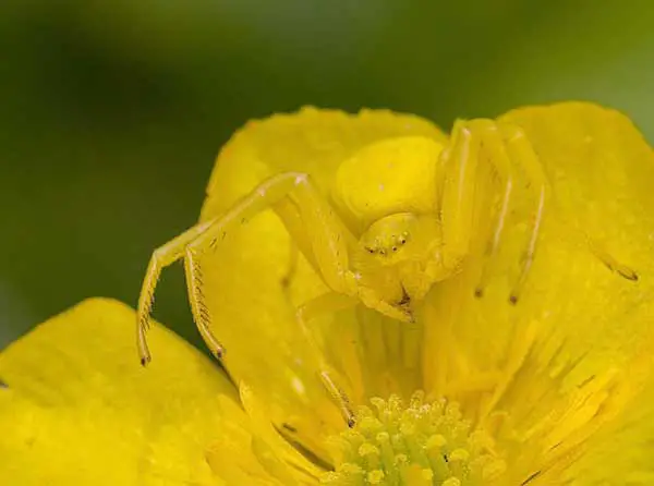 Buttercup Spider hiding on a flower with same yellow color as it's body