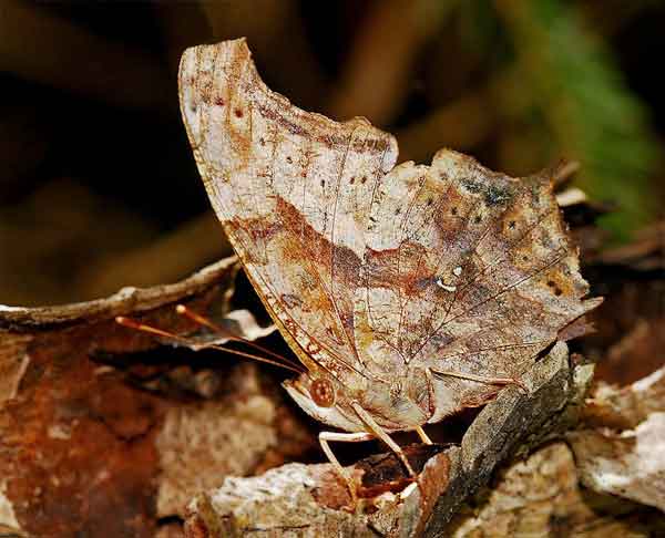 Butterfly with camouflaging capabilities hiding on a stick