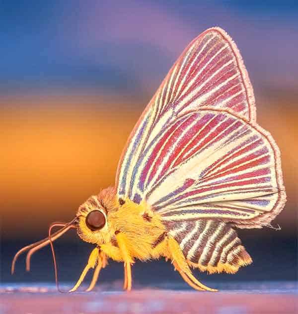 Butterfly with yellow body hiding on a flower