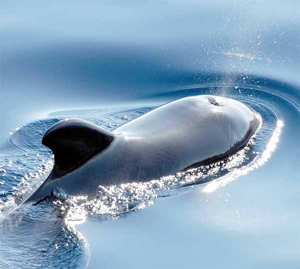 Cachalot Whale is an alpha predator (no enemies)