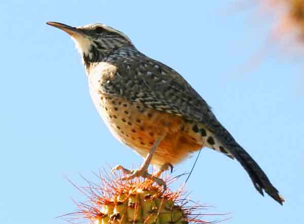 Cactus Wren sitting on a Cactus