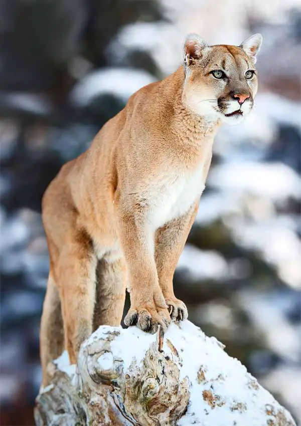 Cougar Cat predator