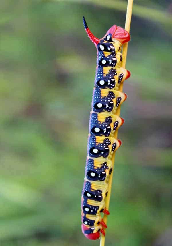 Caterpillar camouflaging itself on a stick in the rainforest