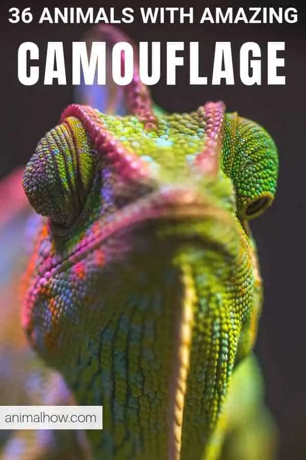 Chameleon camouflaging itself