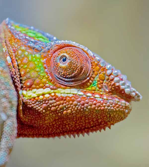 The many colors of the Chameleon's skin and eyes