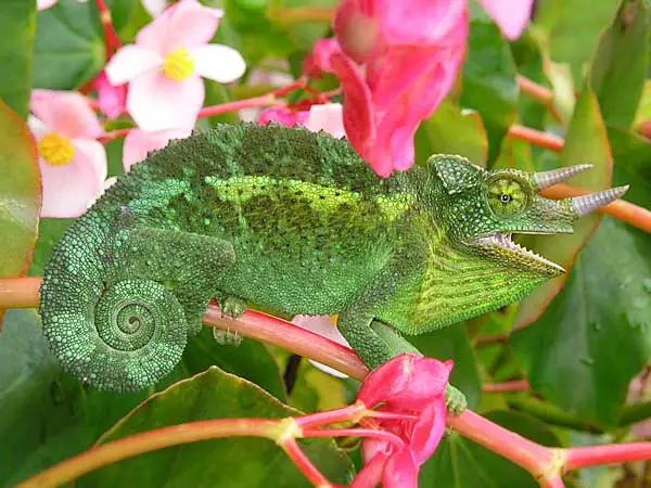 Chameleon sitting on a tree being almost completely invisible