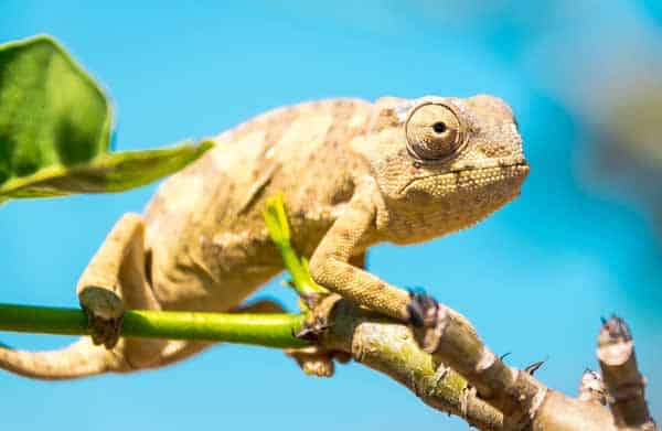 Chameleon matching the colors of a tree