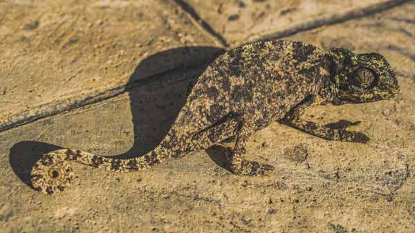 Chameleon being 100% camouflaged on the ground