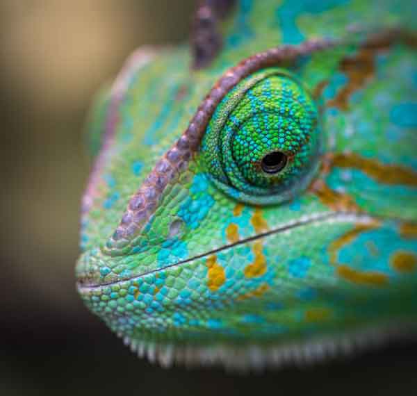 Camaleão com olhos em movimento